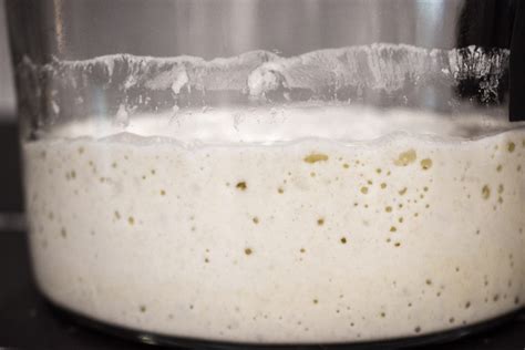 7 Best Sourdough Starter Kits for Beginner Bakers