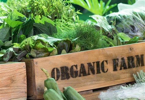 9 Reasons why you must go Organic TODAY! - The Organic Gardener Series ...