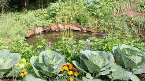 Ways to Use Companion Planting for Pest Control Naturally ...