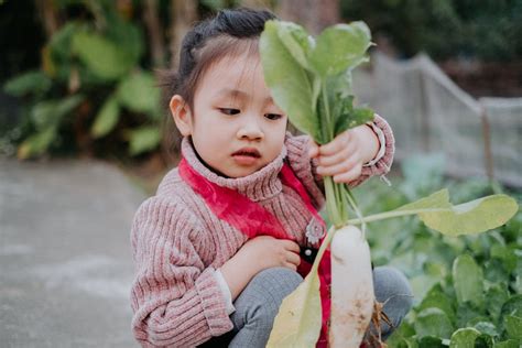 Child Harvesting Fresh Vegetables in Garden · Free Stock Photo