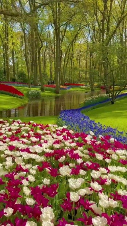 𝒗͟𝒊͟𝒏͟𝒆͟ 𝒐͟𝒇͟ 𝒏͟𝒂͟𝒕͟𝒖͟𝒓͟𝒆͟ | Spring flowers🌼💐💜🌿☘️🦜💮🌺🌷🌹💜 ...