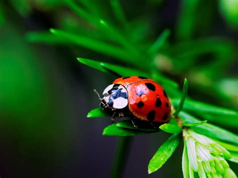 Beautiful Wallpapers: Most Beautiful Ladybug Photography Images
