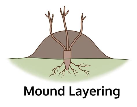 Plant Layering Information - What Plants Can Be Propagated By Layering