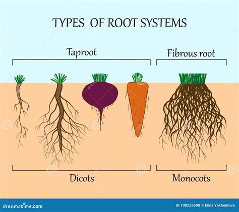Two Root`s Types Cartoon Vector | CartoonDealer.com #84081033