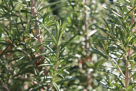Rosemary: Planting, Growing, and Harvesting Rosemary Plants | The Old ...