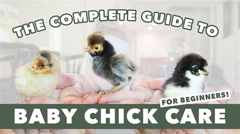 How to start a small backyard flock of egg-laying chickens for beginners?