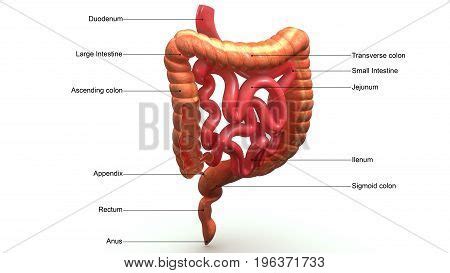 Ascending Colon Image &amp; Photo (Free Trial) | Bigstock