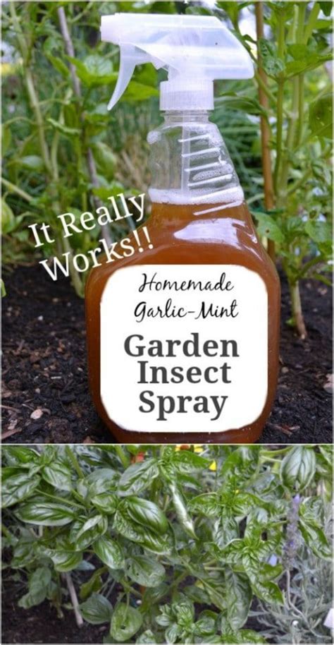 Best DIY non-toxic pest control for your backyard vegetable garden?