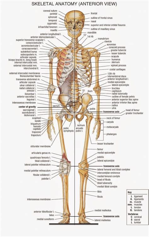 Human Skeleton Diagram Labeled Skeleton Skeletal Labeled Bon
