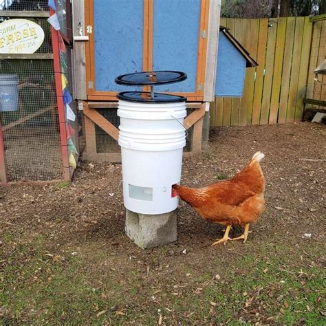 15 DIY Chicken Waterer Ideas Out Of Recycled Materials