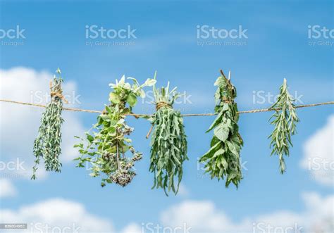 Bundles Of Flavoured Herbs Drying On The Open Air Sky Background Stock ...