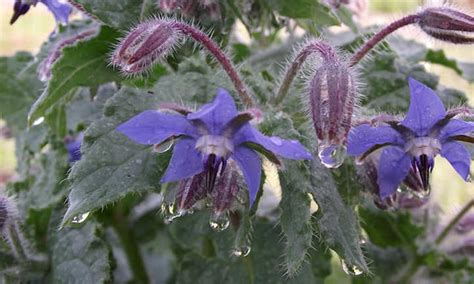 Growing Borage: Edible Pollinator-Friendly Plant - Epic Gardening