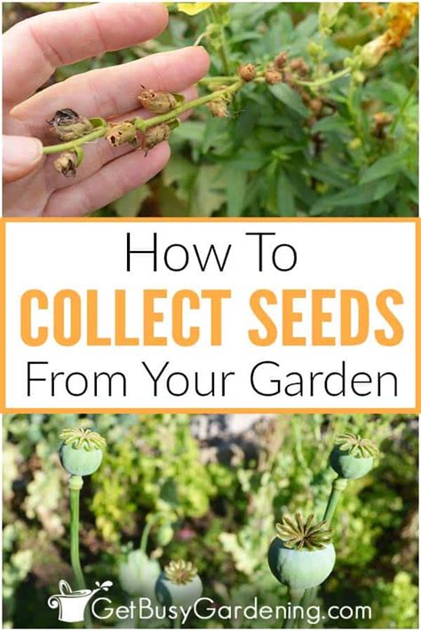 How To Harvest & Collect Seeds From Your Garden - Get Busy Gardening