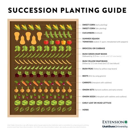 Succession Planting Guide