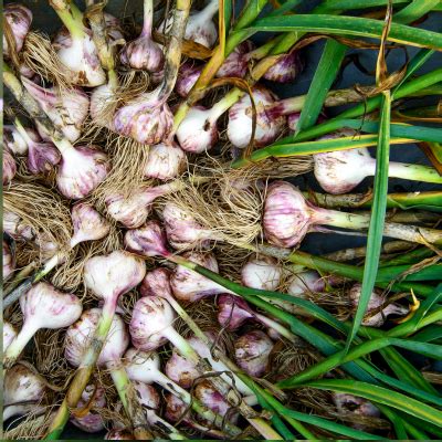 Garlic: Discover the Benefits and Uses of Garlic