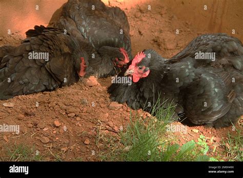 Chickens taking a dust bath Stock Photo - Alamy