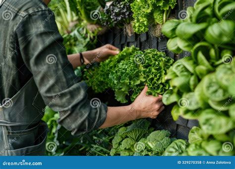 Person Harvesting Fresh Greens from a Vertical Garden Stock ...